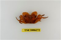 藏品(斑點擬相手蟹)的圖片